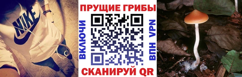 Галлюциногенные грибы GOLDEN TEACHER купить наркотик Корсаков